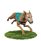 王者娛樂城白金賽狗